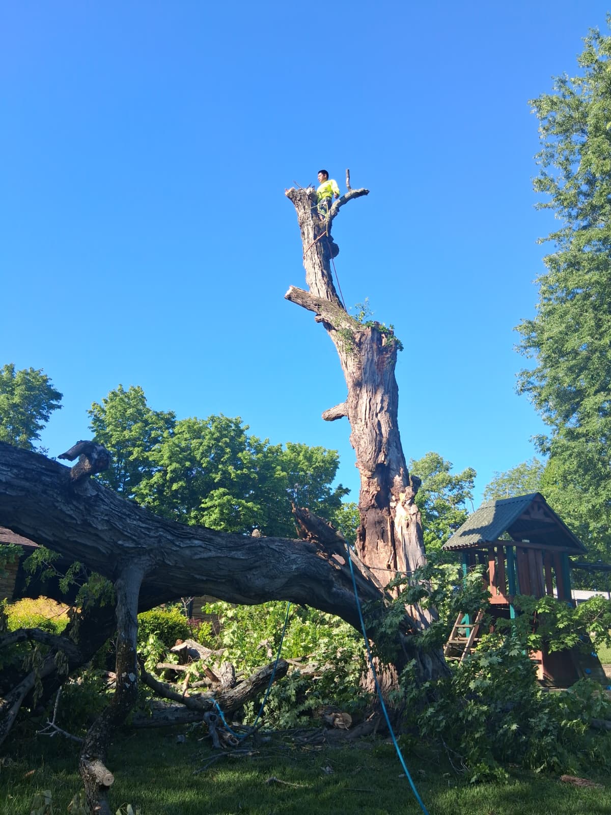 Tree Removal